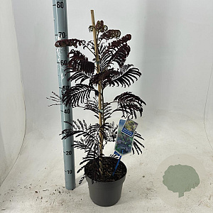 Albizia julibr. 'Summer Chocolate' 70-80 cm 3,0L met stok