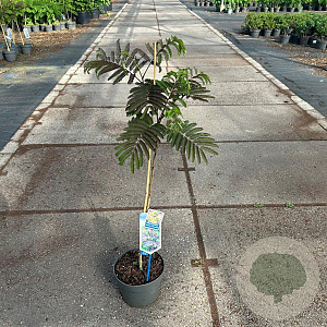 Albizia julibr. 'Summer Chocolate' 70-80 cm 3,0L met stok
