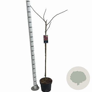 Albizia julibr. 'Summer Chocolate' 120 cm stam 10L