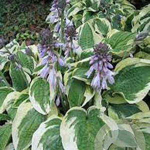 Hosta 'Wide Brim' GM P9