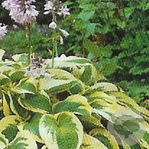 Hosta 'Wide Brim' GM P9