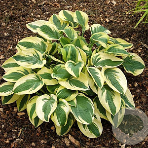 Hosta 'Wide Brim' GM P9