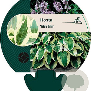 Hosta 'Wide Brim' GM P9