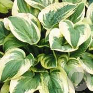 Hosta 'Wide Brim' GM P9