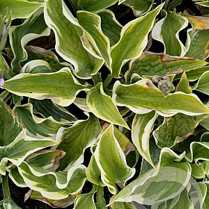 Hosta 'Wide Brim' GM P9