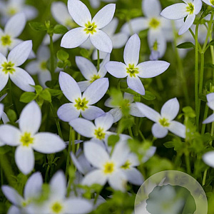 Houstonia caer. 'Millard's Variety' GM P9