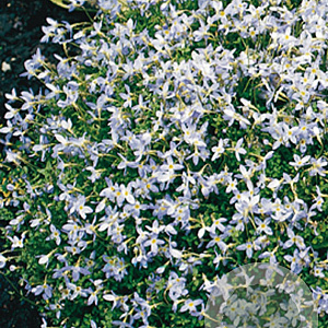 Houstonia caer. 'Millard's Variety' GM P9