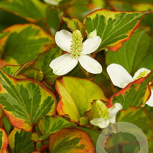 Houttuynia cordata 'Chameleon' GM P9