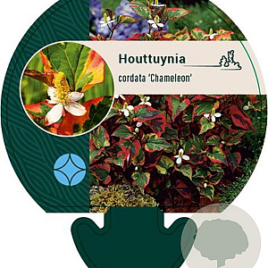 Houttuynia cordata 'Chameleon' GM P9