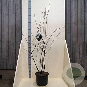 Amelanchier lamarckii 175-200 cm 20L meerstammig