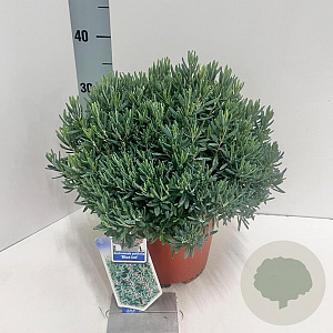 Andromeda polifolia 'Blue Ice' 25-30 cm 5,0L