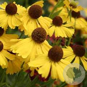 Helenium hoopesii GM P9