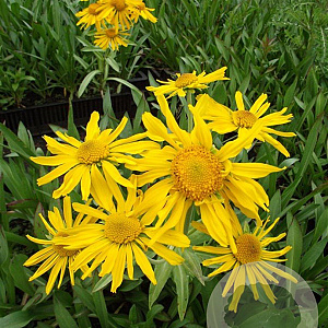 Helenium hoopesii GM P9