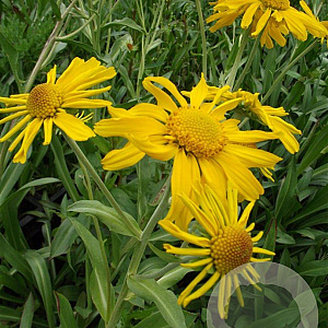 Helenium hoopesii GM P9
