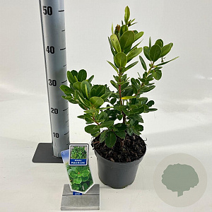 Arbutus unedo Peace & Love 20-25 cm 2,0L