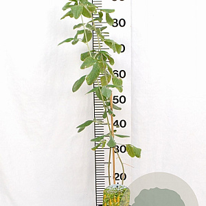 Argyrocytisus battandieri 40-60 cm 3,0L