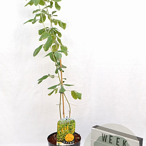 Argyrocytisus battandieri 40-60 cm 3,0L