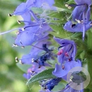 Hyssopus officinalis GM P9
