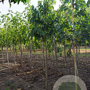 Asimina triloba 10-12 HO draadkluit