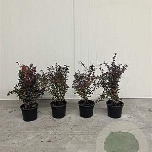 Berberis thunb. 'Atropurpurea' 20-30 cm 2,0L