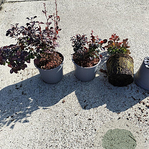Berberis thunb. 'Atropurpurea' 20-30 cm 2,0L