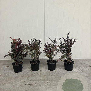 Berberis thunb. 'Atropurpurea' 20-30 cm 2,0L