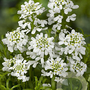 Iberis sempervirens GM P9