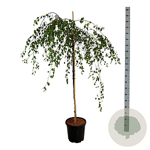 Betula p. 'Youngii' 120 cm stam 15L