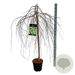 Betula p. 'Youngii' 120 cm stam 15L