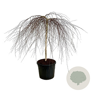 Betula p. 'Youngii' 120 cm stam cont. 90L extra