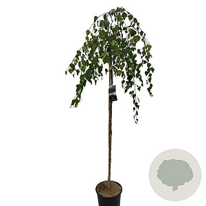 Betula p. 'Youngii' 150 cm stam 12L