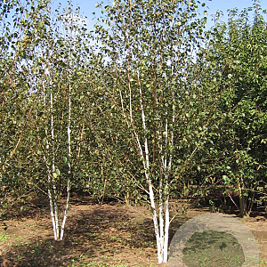 Betula utilis 'Doorenbos' 550-600 cm draadkluit meerstammig