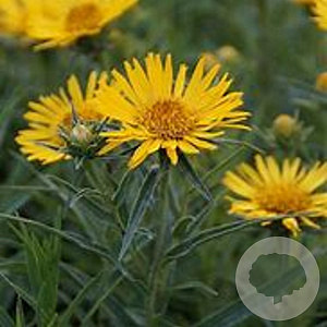 Inula ensifolia GM P9