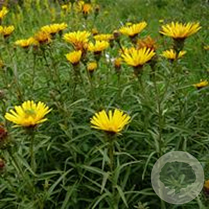 Inula ensifolia GM P9