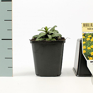 Inula ensifolia GM P9