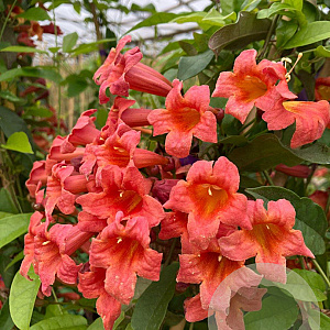 Bignonia capreolata 'Atrosanguinea' 150-175 cm vierkant rond 5,5L