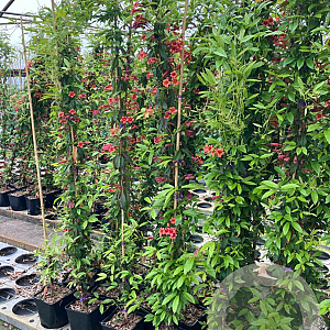 Bignonia capreolata 'Atrosanguinea' 150-175 cm vierkant rond 5,5L