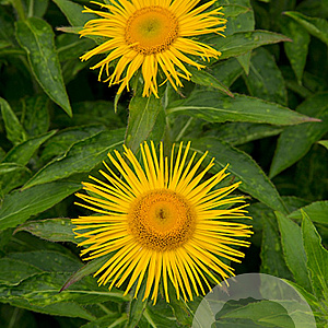 Inula orientalis GM P9
