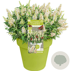 Buddleja Butterfly White 150-175 cm 40L meerstammig