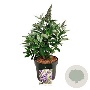 Buddleja d. B. Candy Lila Sweeth. 40-50 cm P26
