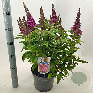 Buddleja d. B. Candy Little Cerise 30-40 cm 5,0L