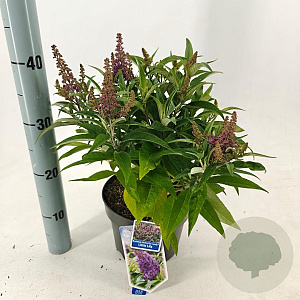Buddleja d. B. Candy Little Lila 30-35 cm 3,0L