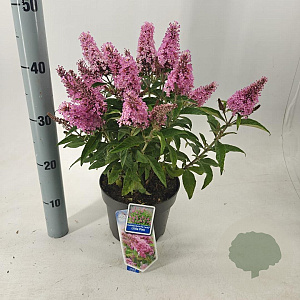 Buddleja d. B. Candy Little Pink 30-35 cm 3,0L