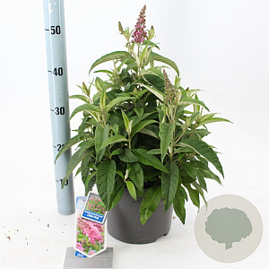 Buddleja d. B. Candy Little Pink 30-40 cm 5,0L