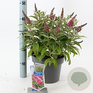 Buddleja d. B. Candy Little Pink 30-40 cm 5,0L