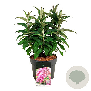 Buddleja d. B. Candy Little Pink 40-50 cm P26