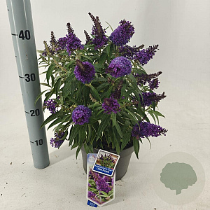 Buddleja d. B. Candy Little Purple 30-35 cm 3,0L