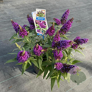 Buddleja d. B. Candy Little Purple 30-35 cm 3,0L
