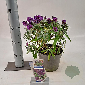 Buddleja d. B. Candy Little Purple 30-35 cm 3,0L