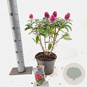 Buddleja d. B. Candy Little Ruby 30-35 cm 3,0L